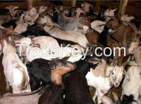 Boer dairy goats for sale (high quality milk production)