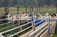 Boer Goats for Sale Cheap rates