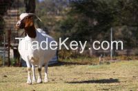 HIGH MILKING SAANEN GOATS AND BOER GOATS FOR SALE