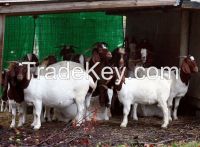 100% Full Blood Boer Goats, live Sheep, Cattle, Lambs Ready for export