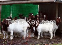 Boer Goats, live Sheep, Cattle, Lambs Ready for export