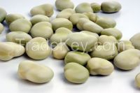 Dried light yellow broad bean