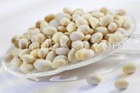 Organic White Kidney Beans( New crop, heilongjiang origin. hps quality)