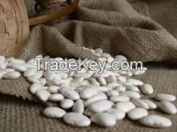 white beans for sale