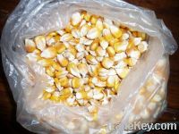 Sell yellow maize