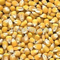 YELLOW CORN FOB Odessa