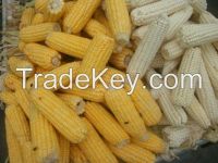 Yellow and White Maize