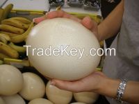 Fertile Ostrich Eggs Available
