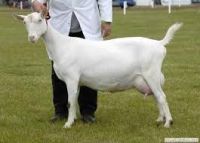 Boer Goats