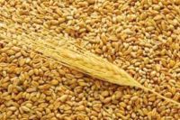 High Premium Quality Wheat Grain