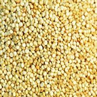 Quinoa Grain Seeds