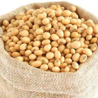 Premium Quality Soybeans(Soya Beans)