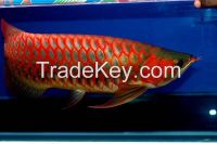 Arowana Fish shipping available 1-DAY Delivery with High priority