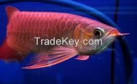 per SuRed Arowana Fish , Platinum Silver, Malaysian red, Small and big Sizes