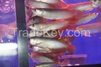 Platinum Silver Arowana, Malaysian arowana fish, shipping available 1-DAY Delivery with High priority