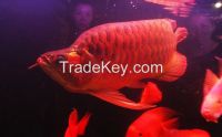 Platinum Silver, Super Red Arowana, Malaysian arowana fish, shipping available 1-DAY Delivery with High priority