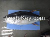 yellow fin tuna