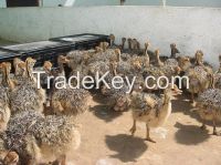 Ostrich Chicks