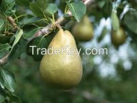 Fresh Pears