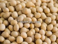 Dry Soybean