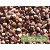 Organic buckwheat grain