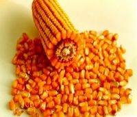 Top quality yellow corn for sale, Yellow Maize