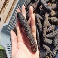 Dry Sea Cucumber