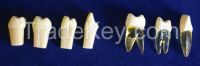 Frasaco and Endo teeth for sale