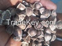 moringa seeds