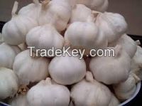 Fresh Garlic, Dehydrated slice garlic
