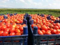 GRADE A Fresh Red Farm Harvested Tomatoes