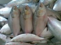 Frozen Hilsa Fish