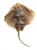 STOCKFISH - DRIED WHOLE FISH - ICELANDIC - COD/TUSK/SKATE