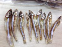 wholesale dried BABY ANCHOVY fish
