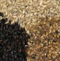 Barley Grains and Malt Barley