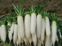 Fresh White Radish