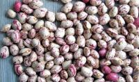 Dry Pinto Beans or Light Speckled Kidney Beans(Long Shape) Size 220-240 PCS