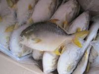 Frozen Golden Pompano Fish