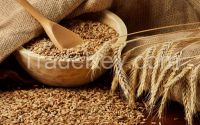 Sell Ukraine wheat graine