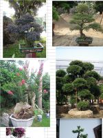 Sell bonsai of different plants