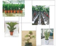 Different species of indoor plants supplied
