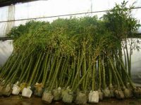 Sell Bambusa vulgaris  ( bamboo )