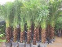 Sell Phoenix roebelenii ( palms from Royal Gardening)