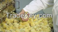 Eggs, Chicken Broiler Hatching eggs (Cobb500 and Ross 308) , Broiler chicken Eggs, broiler hatching egg