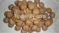 Sell Walnut In Shell / Walnut Kernels