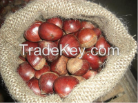 Sell 2014 New Organic Chinese Chestnut