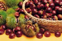 Sell Fresh Chestnuts