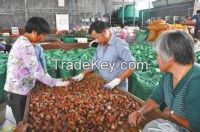 Sell 2014 New Crop Chinese Sweet Fresh Chestnut Price for Export