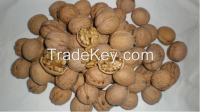 Sell Walnut In Shell/Walnut Kernels