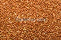 New Corp Red Broom Corn Millet, Yellow Millet, White Millet For Birds
